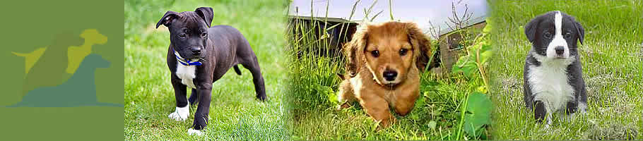 dog_training_dog_trainer_kent_dogs_puppy_training